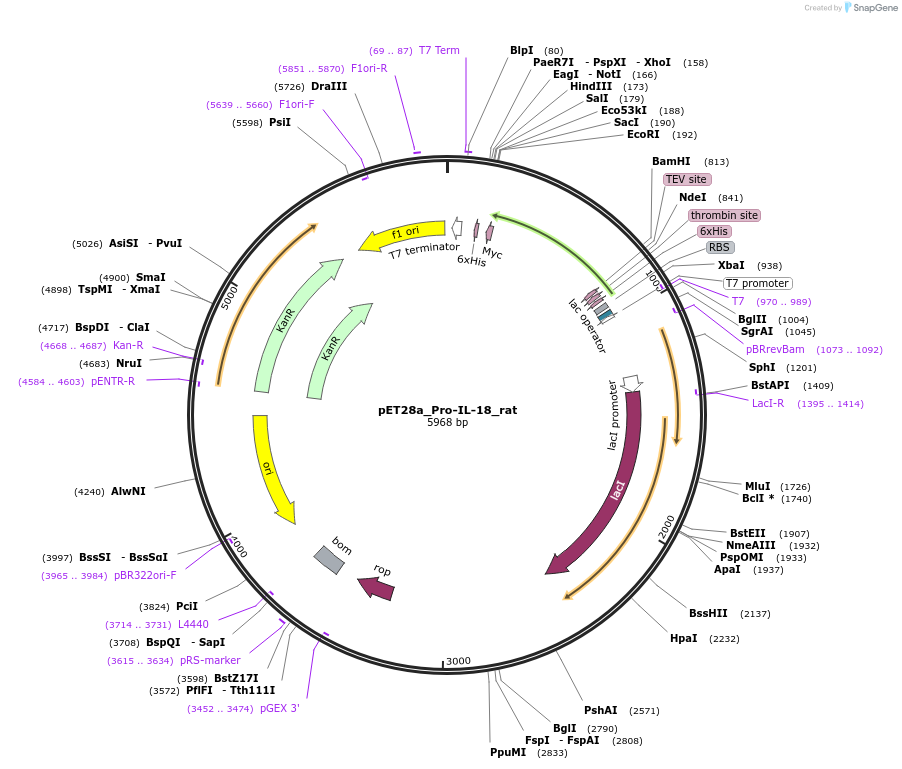 214333-plasmid-map-sequence-id-423148
