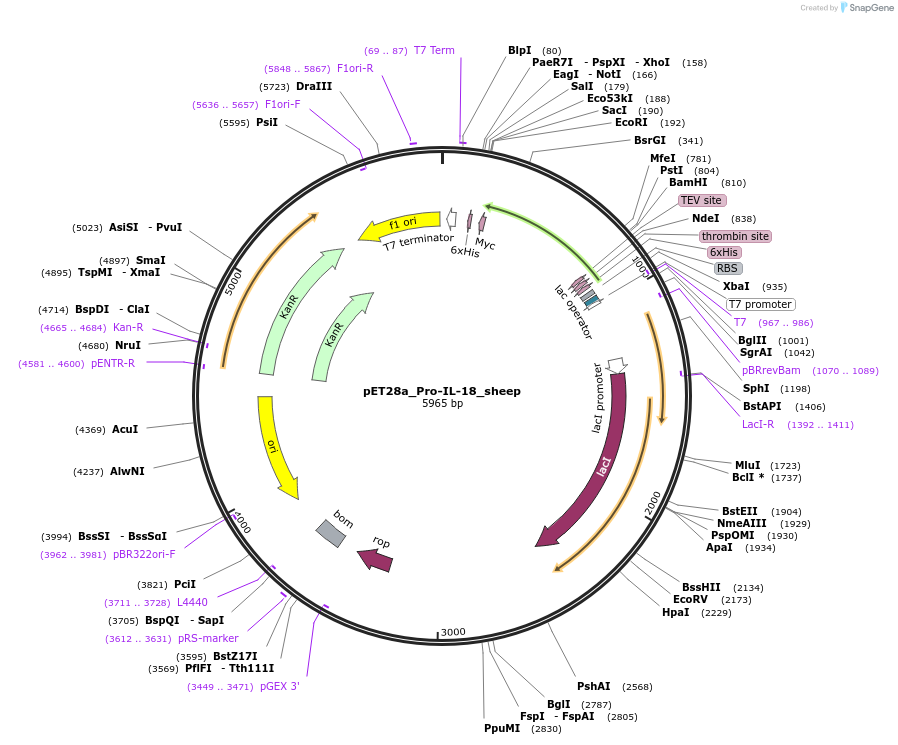 214335-plasmid-map-sequence-id-423149