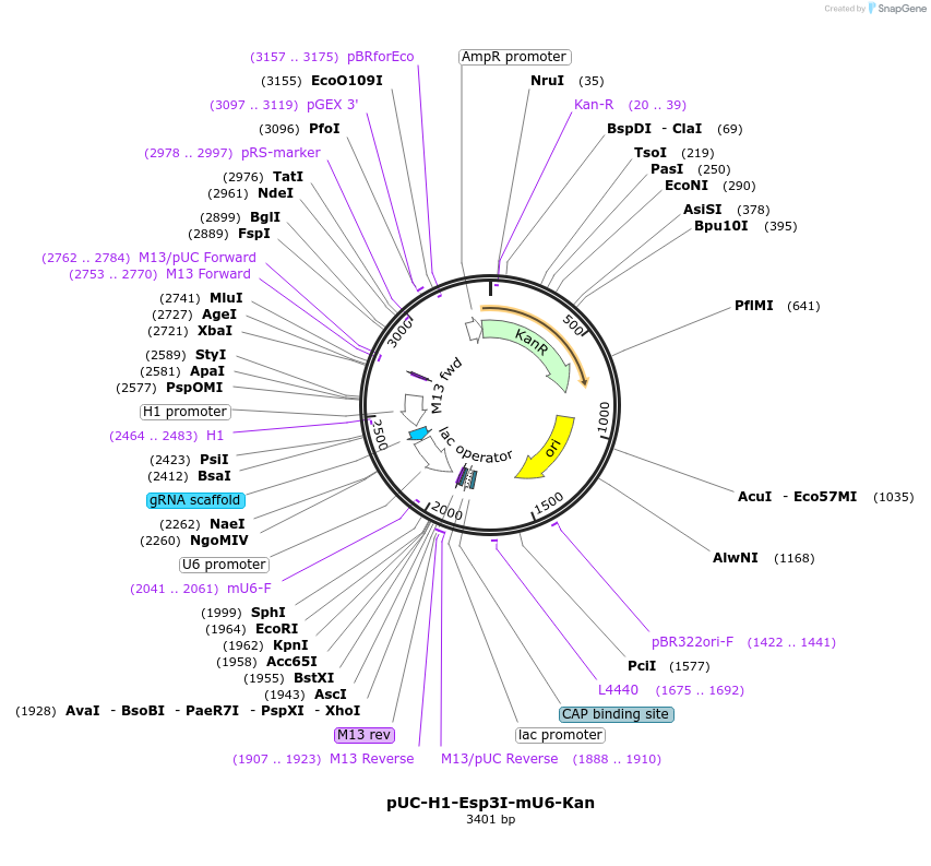 213015-plasmid-map-sequence-id-423154