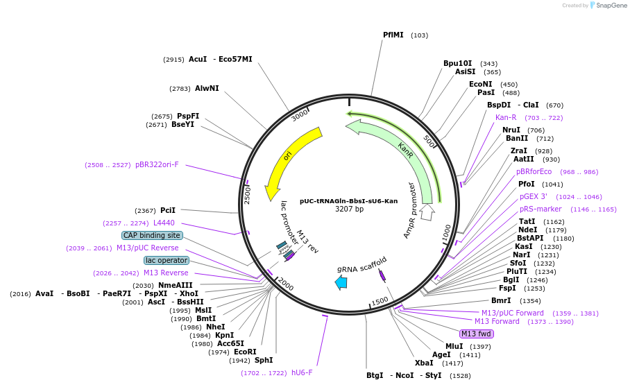 213016-plasmid-map-sequence-id-423155