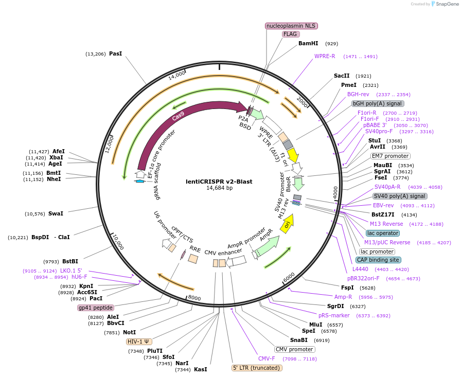 83480-plasmid-map-sequence-id-423158
