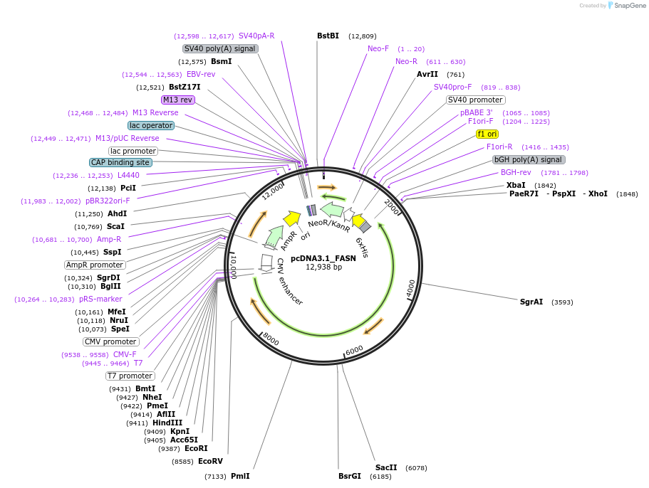 107138-plasmid-map-sequence-id-423159