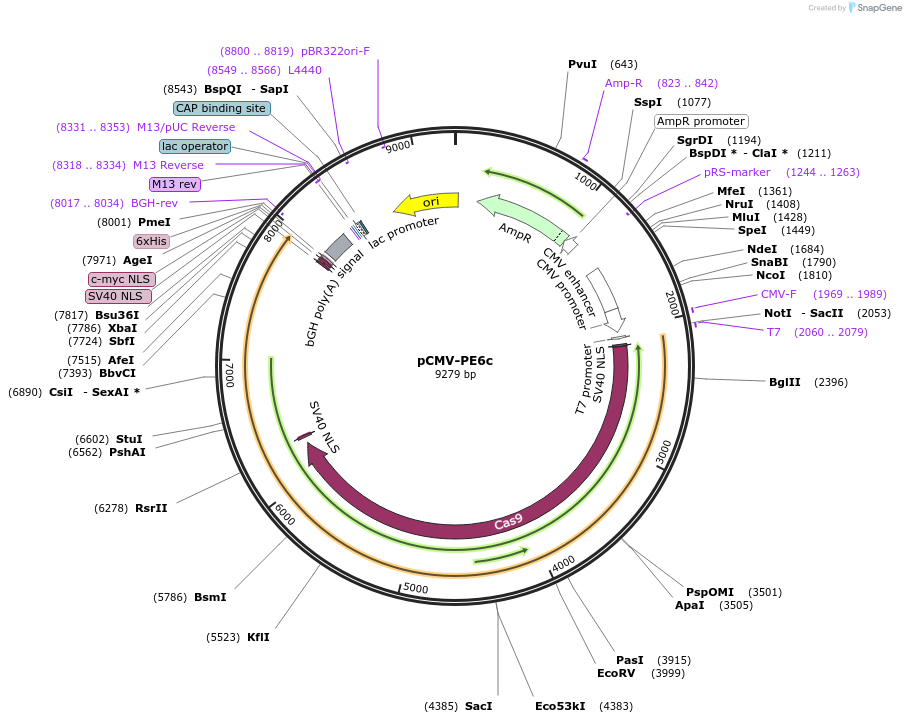 207853-plasmid-map-sequence-id-423164