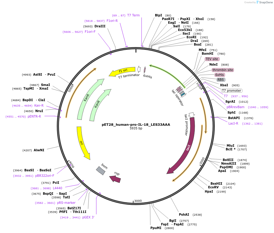 214326-plasmid-map-sequence-id-423174