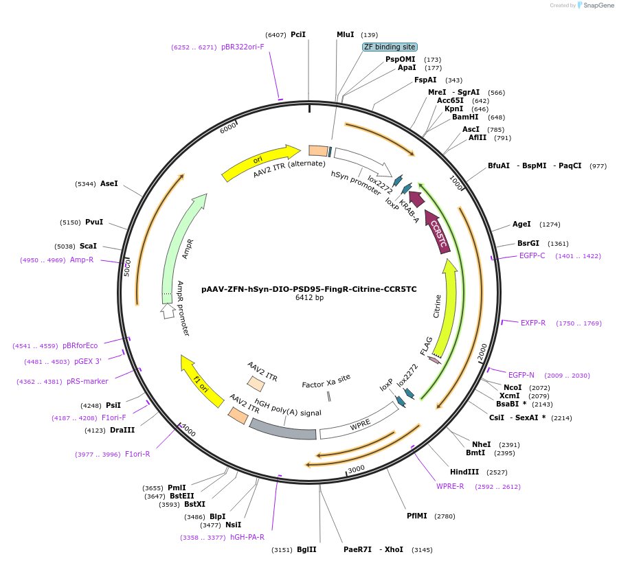 213398-plasmid-map-sequence-id-423180