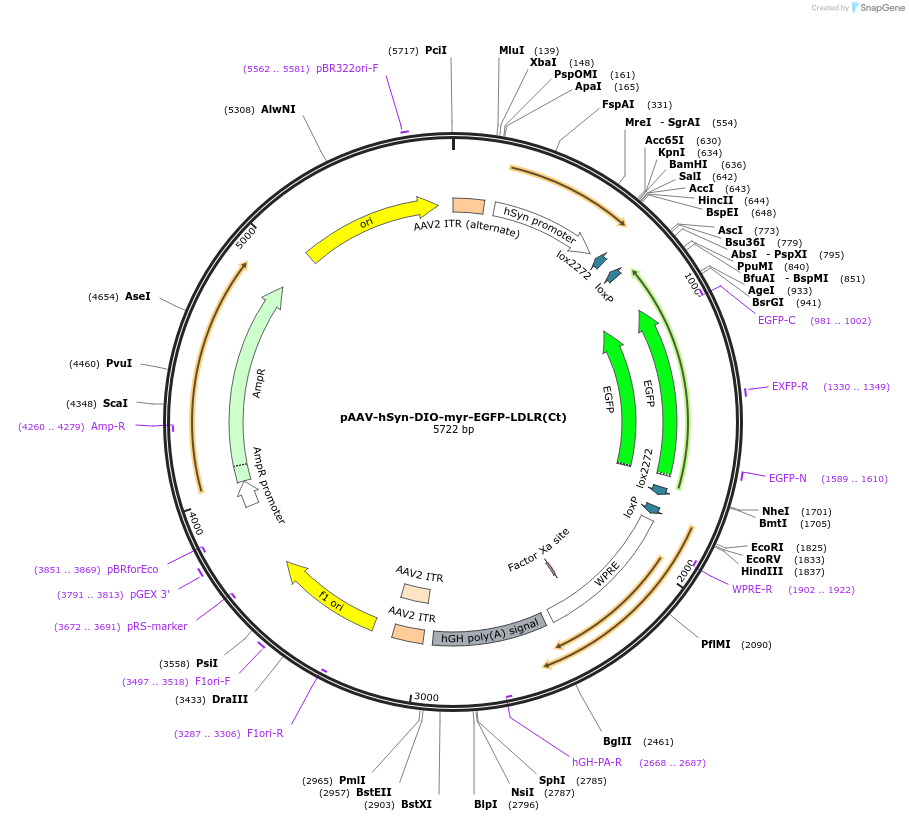 213402-plasmid-map-sequence-id-423182