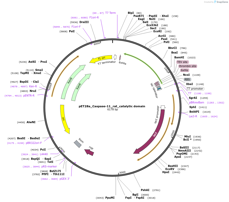 214329-plasmid-map-sequence-id-423183