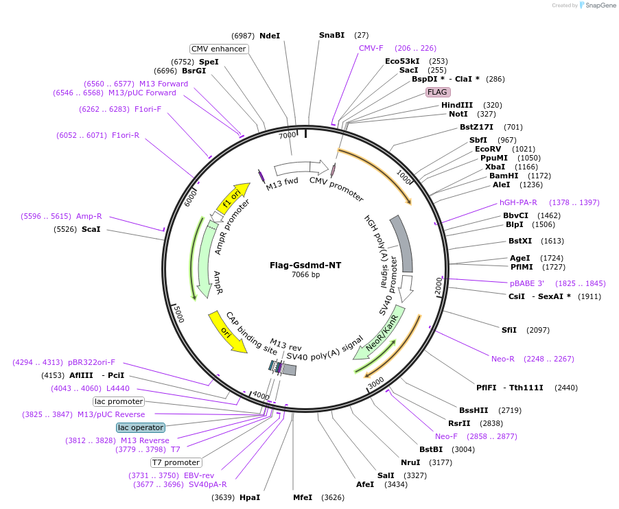 80951-plasmid-map-sequence-id-423186