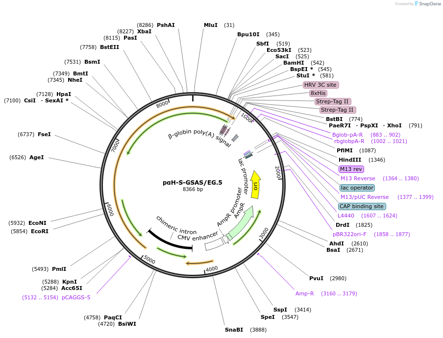 212990-plasmid-map-sequence-id-423192