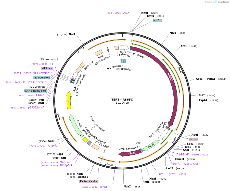 213926-plasmid-map-sequence-id-423194