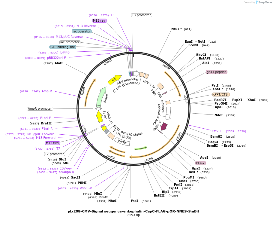 213538-plasmid-map-sequence-id-423195