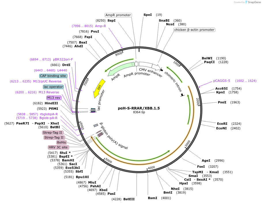 212993-plasmid-map-sequence-id-423196