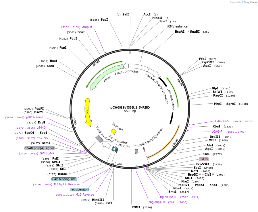 213038-plasmid-map-sequence-id-423207