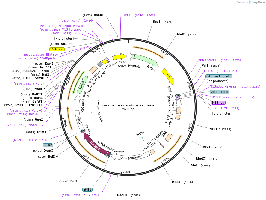 214457-plasmid-map-sequence-id-423208