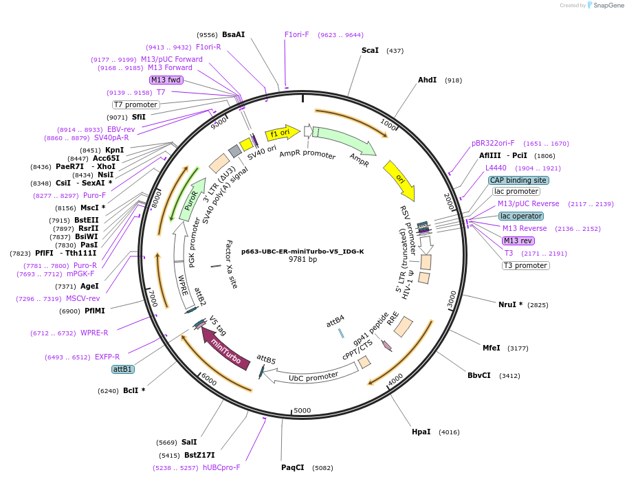 214452-plasmid-map-sequence-id-423209