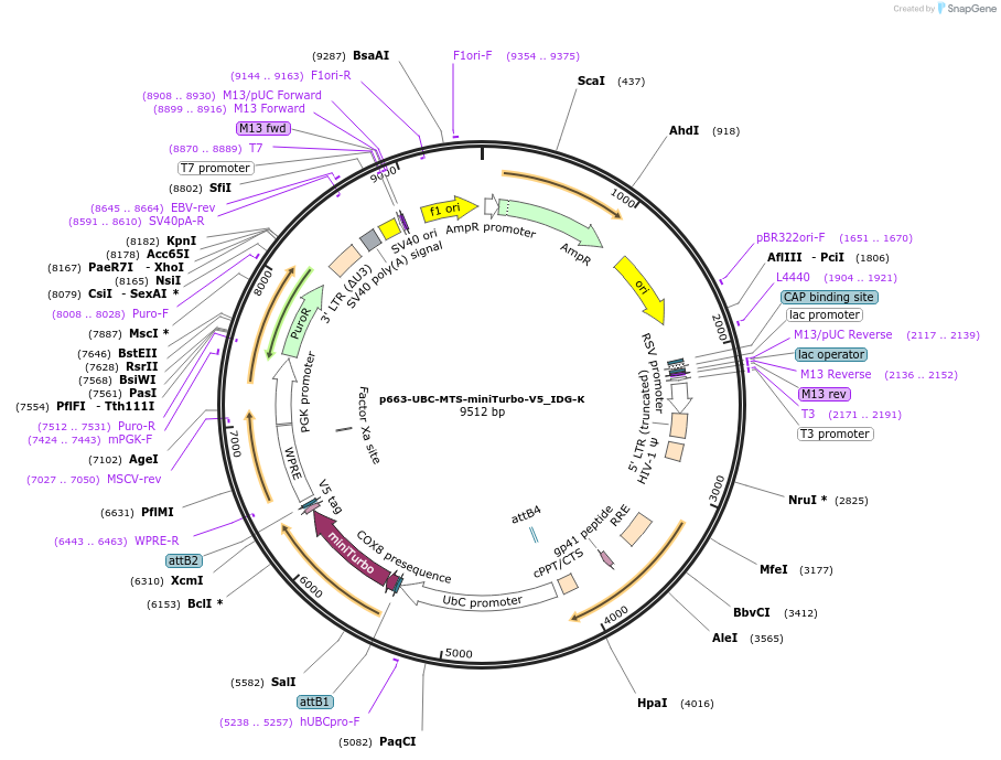 214456-plasmid-map-sequence-id-423210