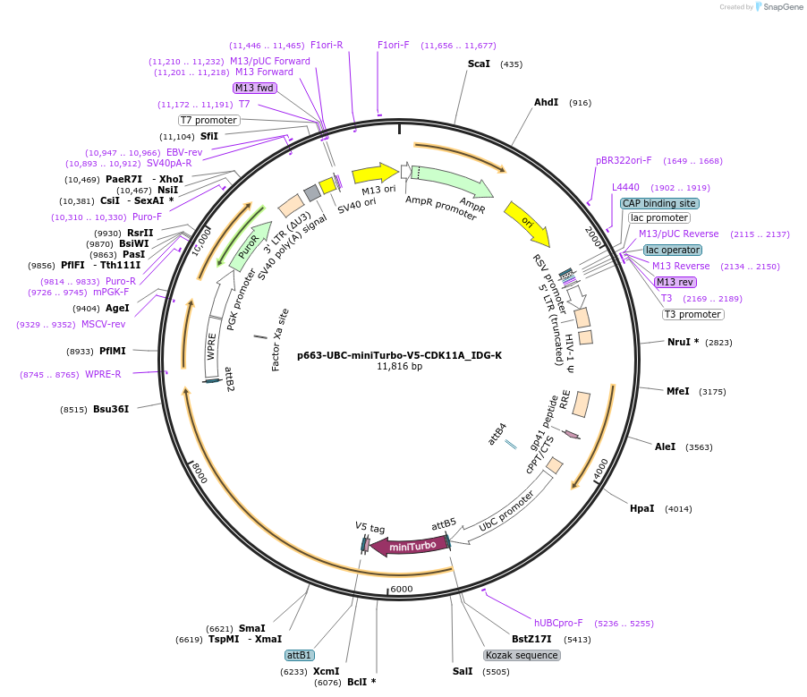 214461-plasmid-map-sequence-id-423211