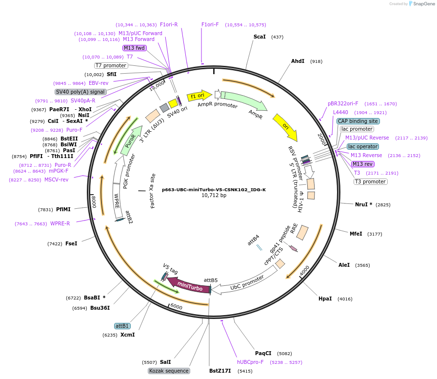 214459-plasmid-map-sequence-id-423212