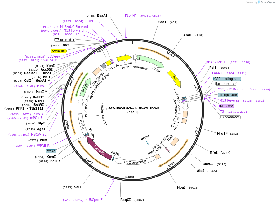 214455-plasmid-map-sequence-id-423213
