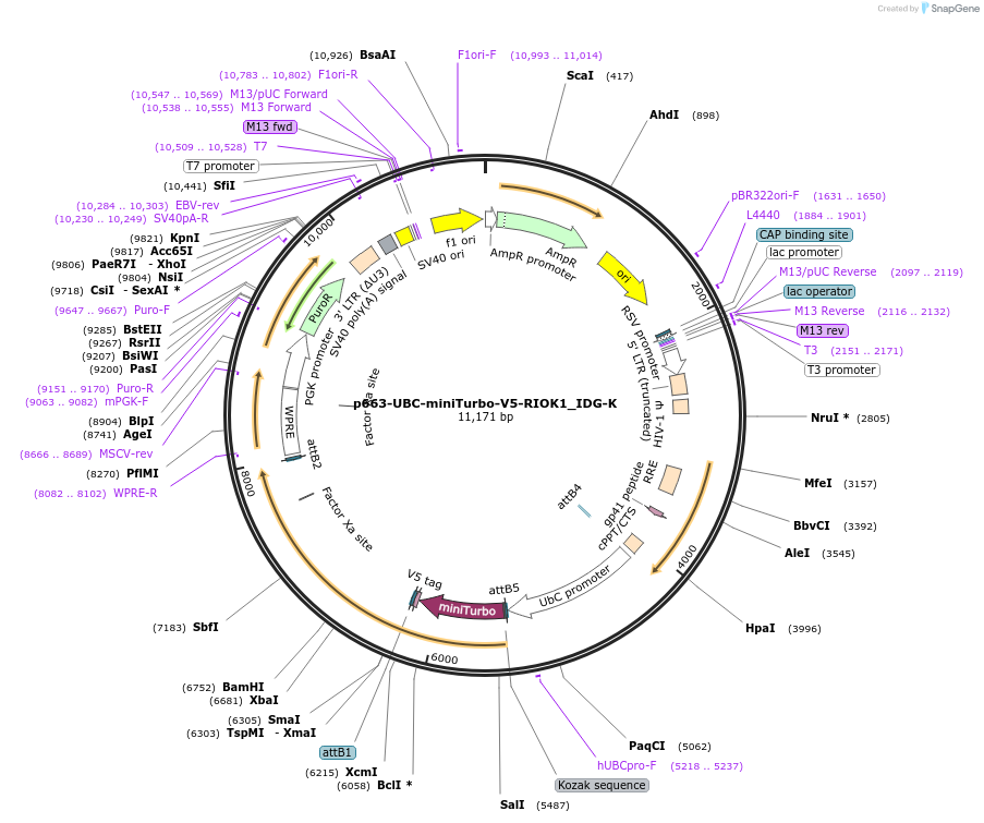 214464-plasmid-map-sequence-id-423214