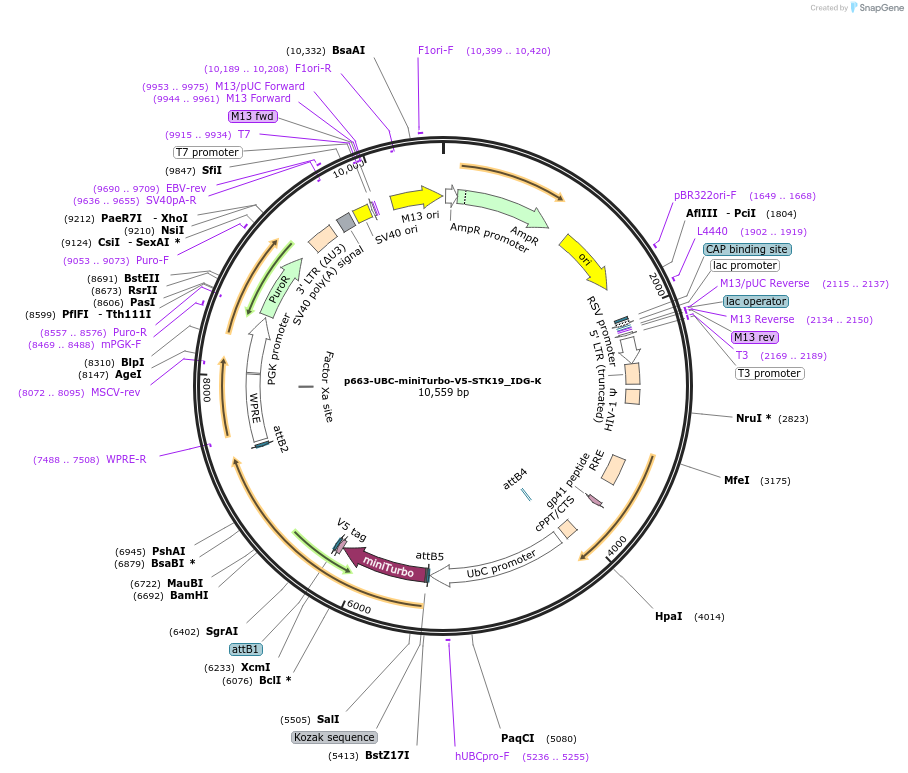 214465-plasmid-map-sequence-id-423215