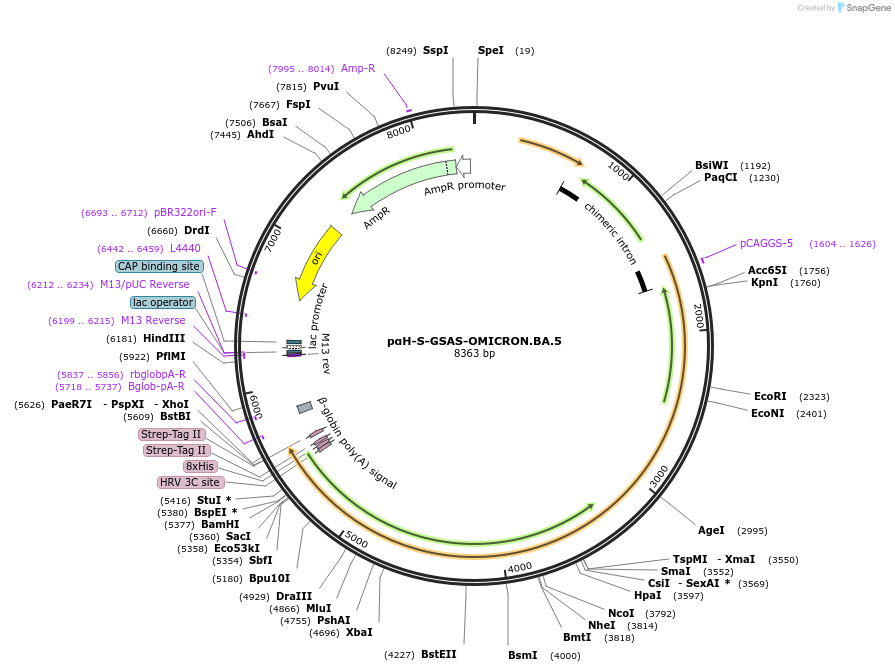 213069-plasmid-map-sequence-id-423221