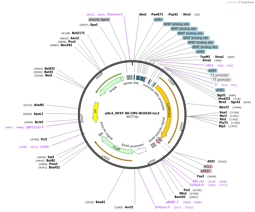 214660-plasmid-map-sequence-id-423225