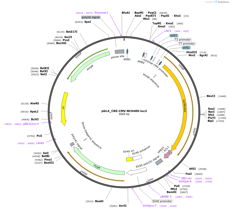 214640-plasmid-map-sequence-id-423230