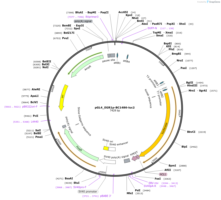 214650-plasmid-map-sequence-id-423231