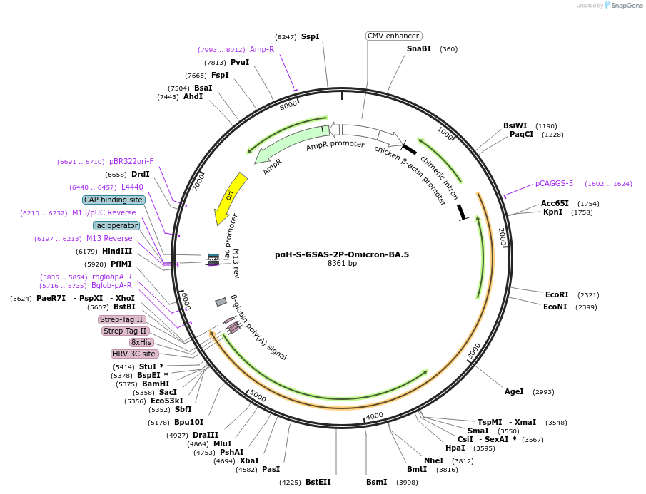 213828-plasmid-map-sequence-id-423246