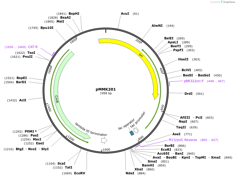 207131-plasmid-map-sequence-id-423258