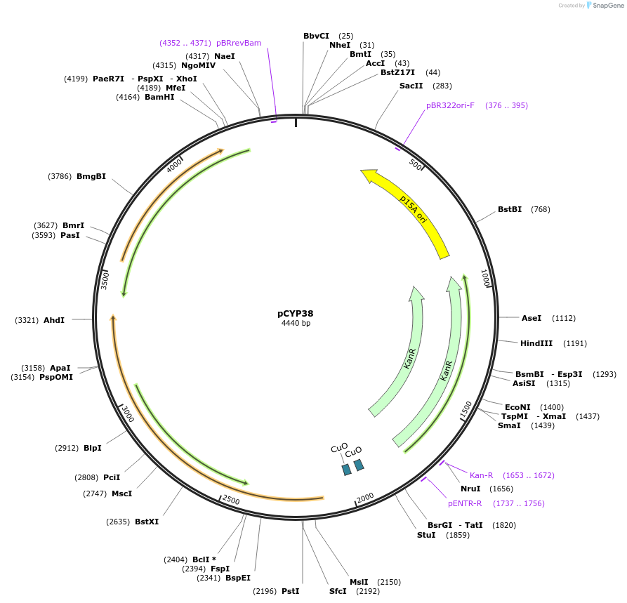 212871-plasmid-map-sequence-id-423265