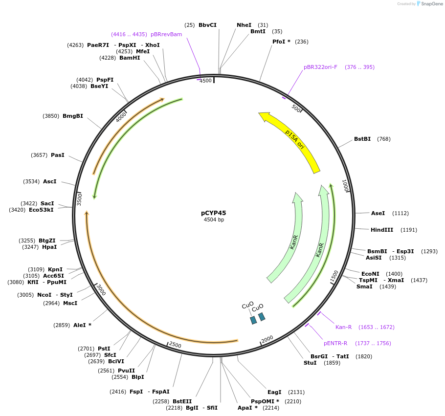 212878-plasmid-map-sequence-id-423266