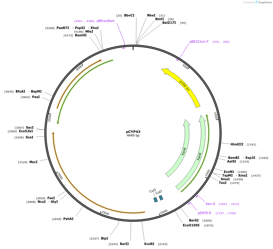 212876-plasmid-map-sequence-id-423270