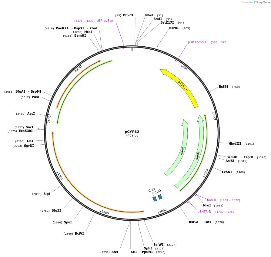 212865-plasmid-map-sequence-id-423271