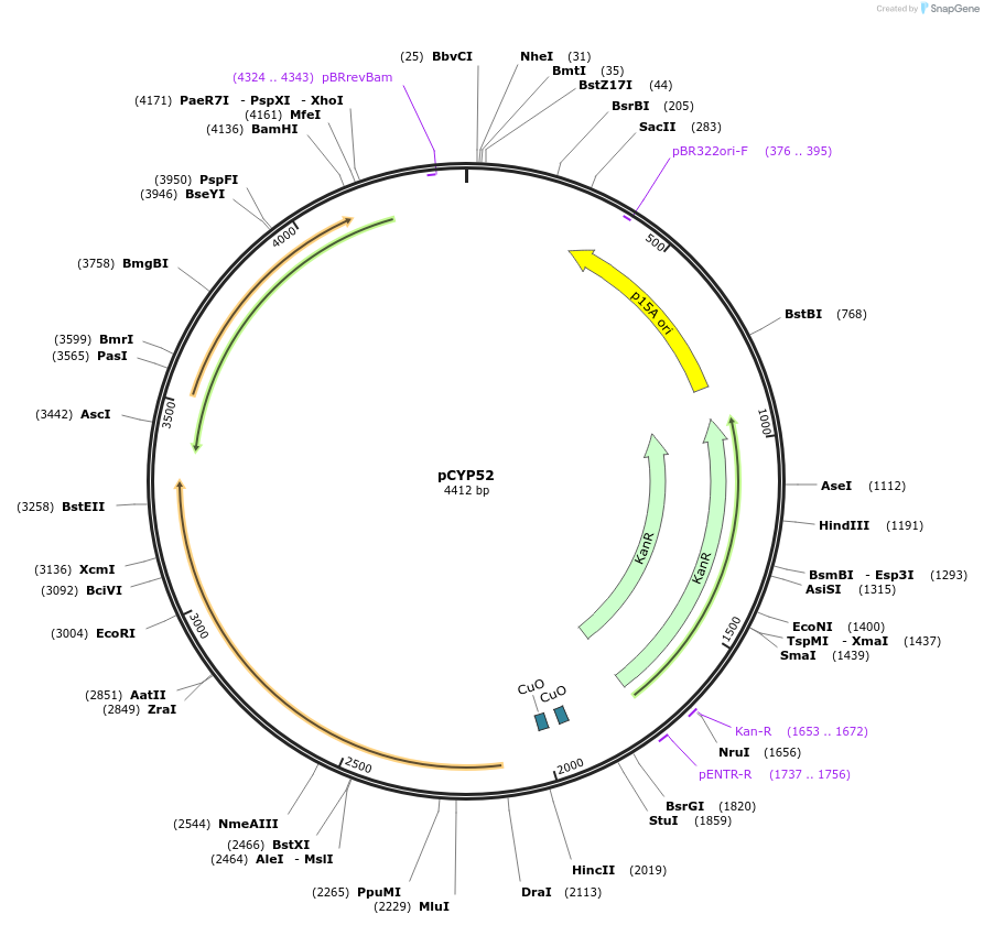 212885-plasmid-map-sequence-id-423274
