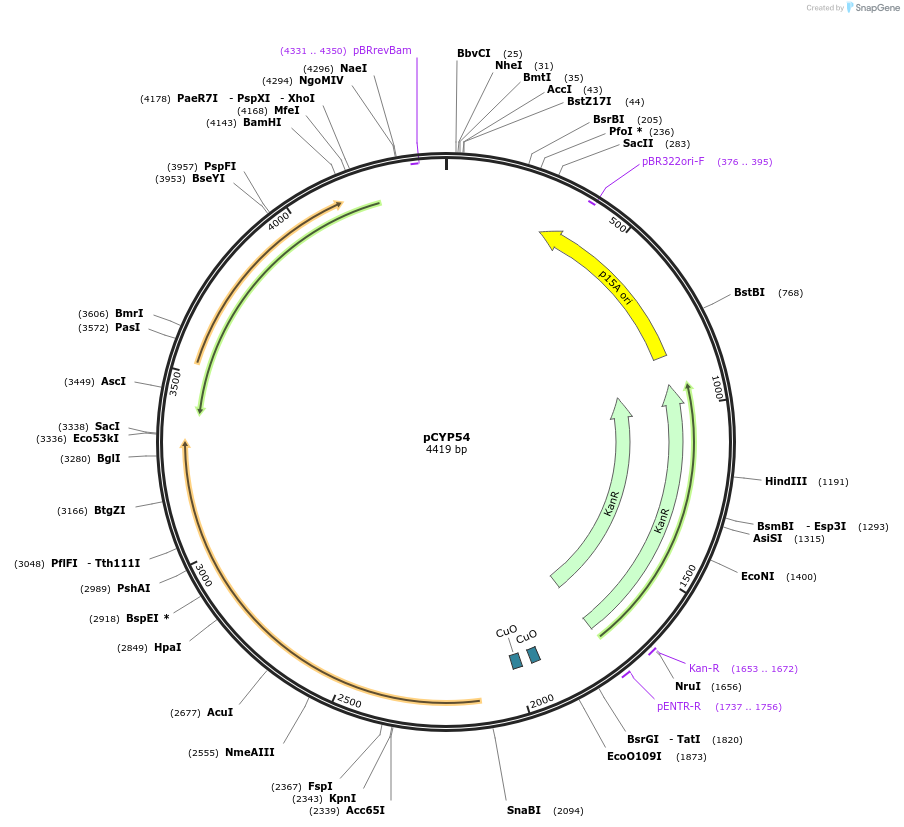 212887-plasmid-map-sequence-id-423275
