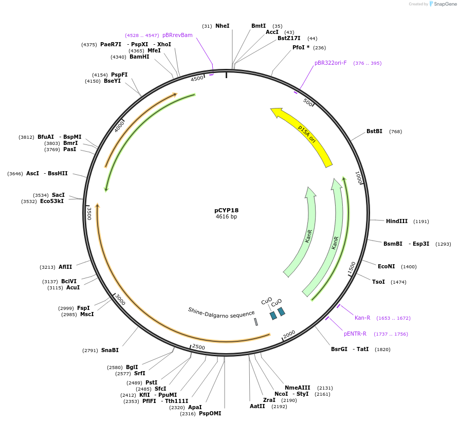 212851-plasmid-map-sequence-id-423276