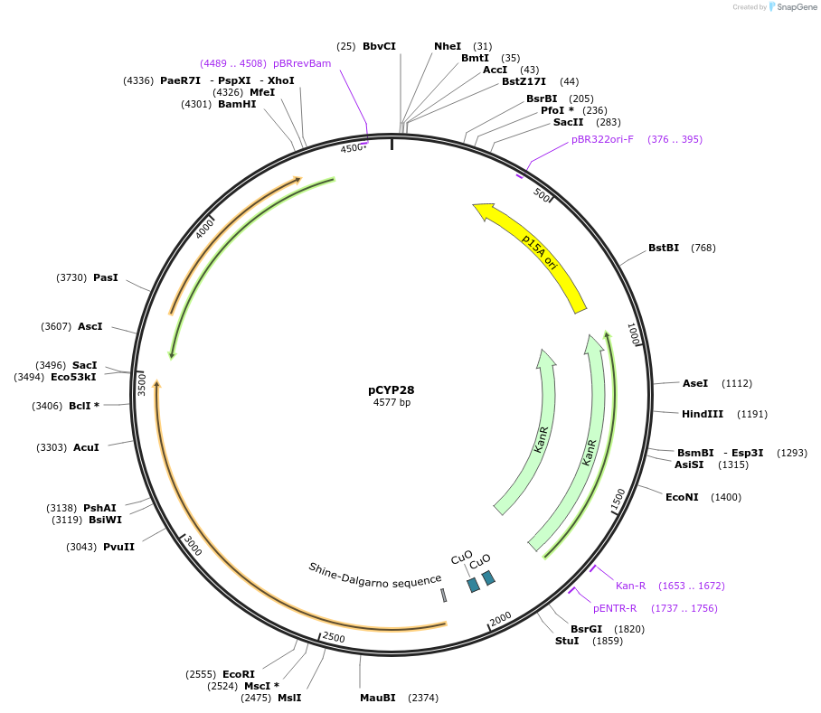 212861-plasmid-map-sequence-id-423278