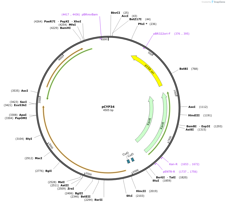 212867-plasmid-map-sequence-id-423279