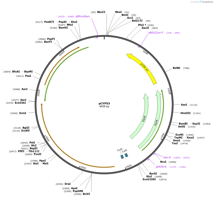 212886-plasmid-map-sequence-id-423281