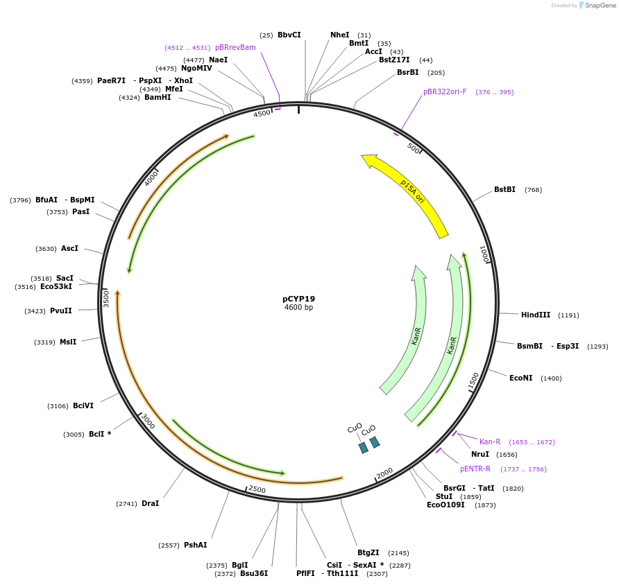 212852-plasmid-map-sequence-id-423282