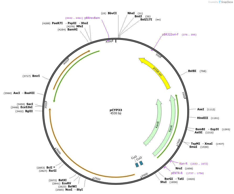 212866-plasmid-map-sequence-id-423283