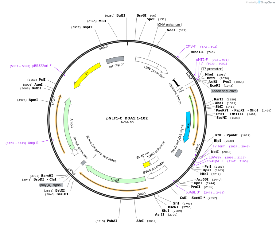 210961-plasmid-map-sequence-id-423300