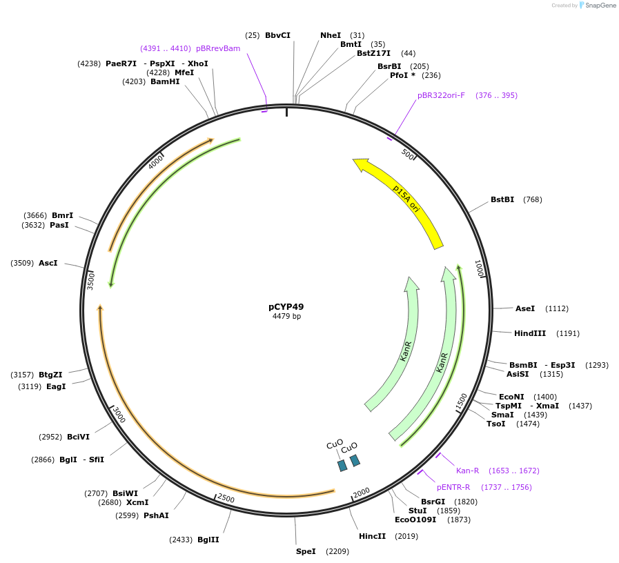 212882-plasmid-map-sequence-id-423310
