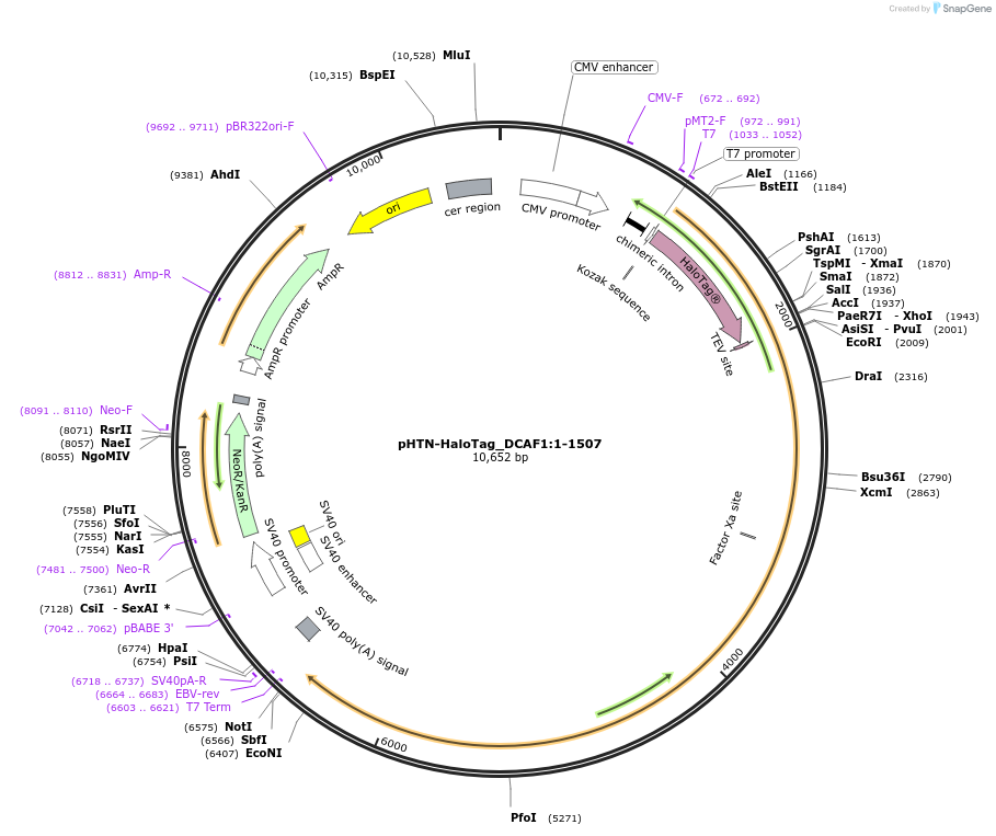 210972-plasmid-map-sequence-id-423313