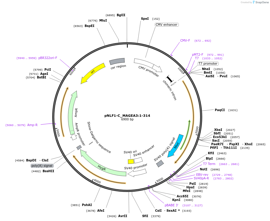 210977-plasmid-map-sequence-id-423317