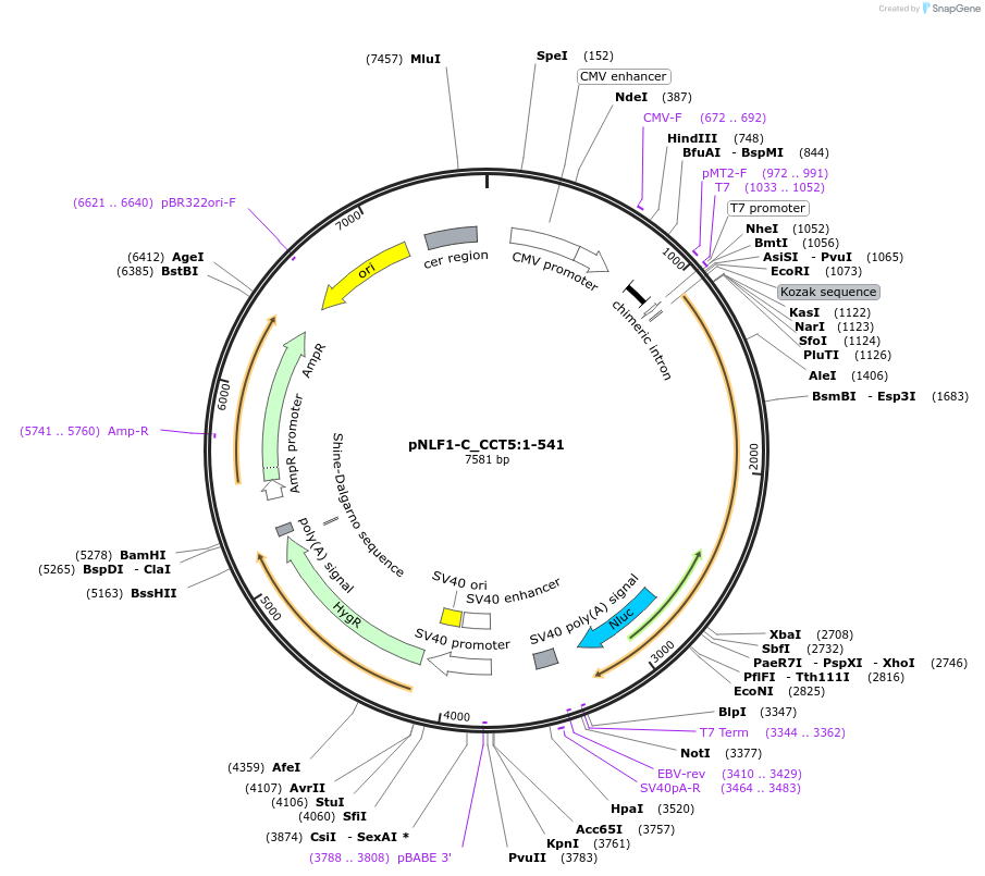 210979-plasmid-map-sequence-id-423319