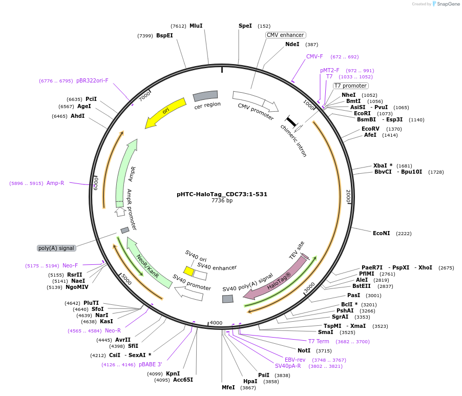 210983-plasmid-map-sequence-id-423322