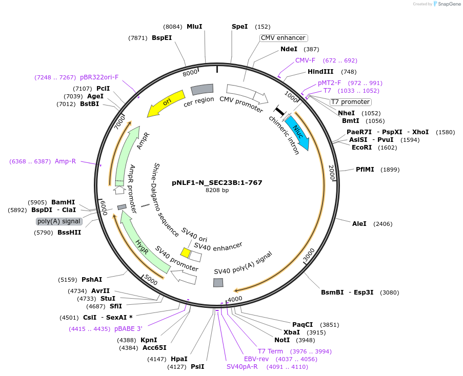 210988-plasmid-map-sequence-id-423327